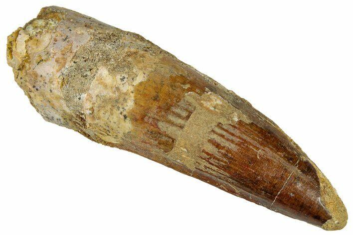 Fossil Spinosaurus Tooth - Real Dinosaur Tooth #324857